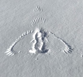 Bird print thumbnail