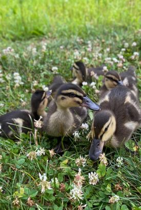 Baby mallards thumbnail