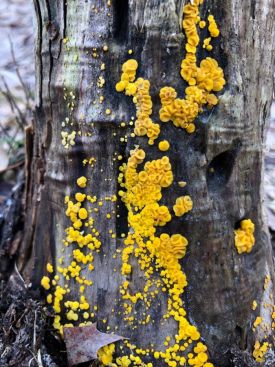 Lemon drops thumbnail