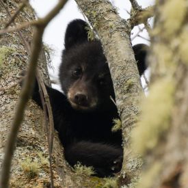 Black Bear Cub thumbnail