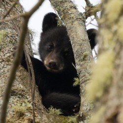 Black Bear Cub Photo: AM Dannis