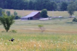 Bobolink flight Photo: Allan Strong