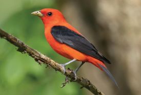 Breeding plumage thumbnail