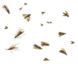 Caddisflies thumbnail