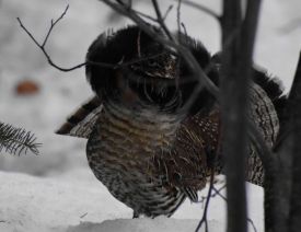 Ruffed Grouse thumbnail