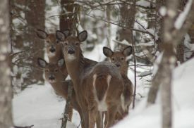 1_dsc_0199.jpg thumbnail