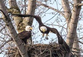 1_eagle_in_flight.jpg thumbnail