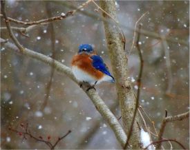 Eastern Bluebird thumbnail