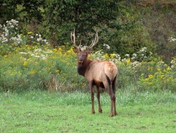 Elk Photo: Charlie Schwarz