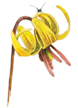 False blister beetle thumbnail