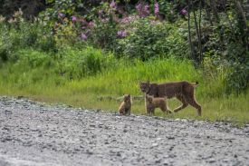 Canada lynx thumbnail