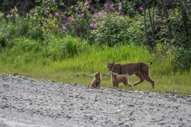 Canada lynx thumbnail