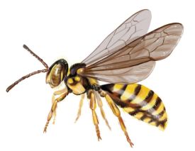 1_forest_bees_wahid.jpg thumbnail
