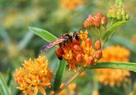 Golden digger thumbnail