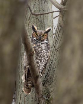 Great horned owl thumbnail