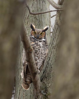 Great horned owl thumbnail