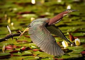 Green Heron thumbnail