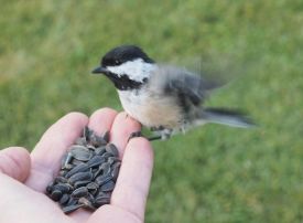 1_handfeed_bcch.jpg thumbnail