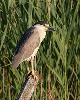 1_img_6942_black_cromed_night_heron.jpg thumbnail