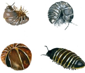 Isopods thumbnail
