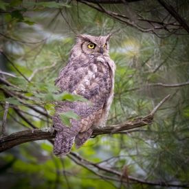 Juvenile horned owl thumbnail