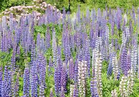 1_lupen_field_june.jpg thumbnail