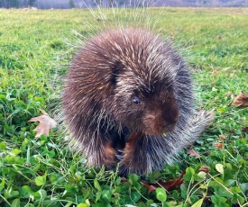 Porcupine thumbnail