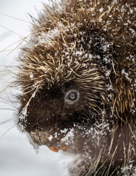Porcupine thumbnail