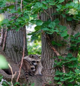 Raccoon family thumbnail