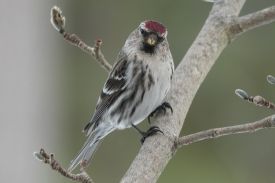 Red poll thumbnail