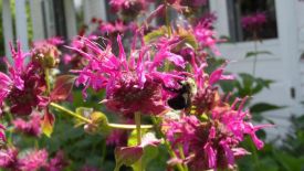 1_sam_6551.jpg thumbnail