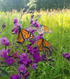 Seeds of Hope thumbnail