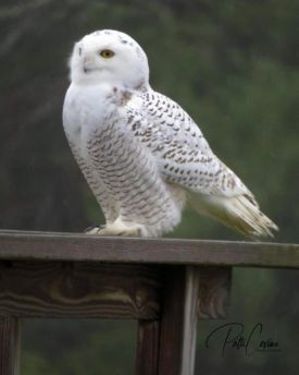 Snowy owl thumbnail