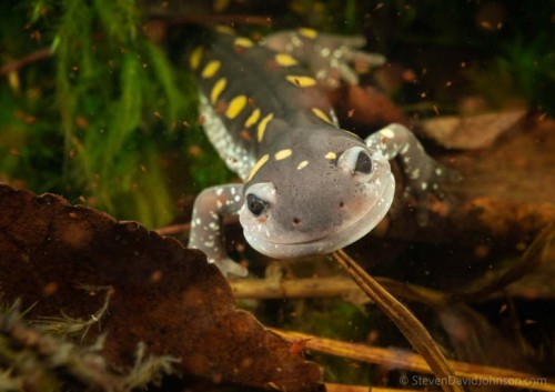 Spotted salamander