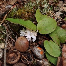 Trailing arbutus thumbnail