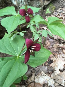 1_trillium_flowers.jpg thumbnail