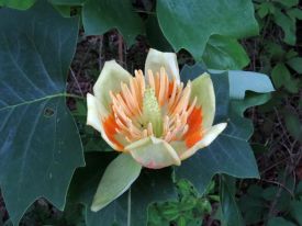 1_tulip-poplar_flower.jpg thumbnail