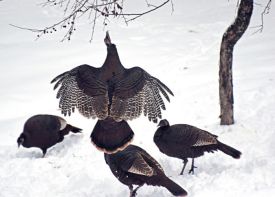 1_turkey_jumping.jpg thumbnail