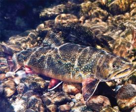 Wild brook trout thumbnail