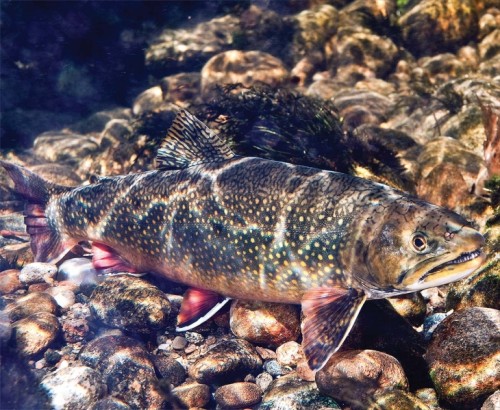 Wild brook trout