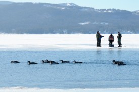 Loon rescue thumbnail