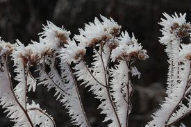 1_Winterweeds_Web.jpg thumbnail