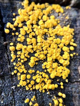 Yellow fairy cups thumbnail