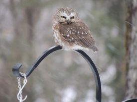 1dscn3844_web.jpg thumbnail