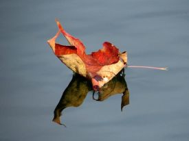 1sailing_on_the_pond.jpg thumbnail