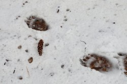 2---bear_tracks_lyme_nh.jpg