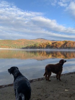 Autumn dogs Photo: Bill-lee Abbott