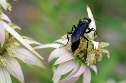 Great black wasp Photo: Ann Little