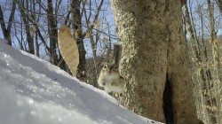 2-brooks-chipmunk-action.jpg Photo: Dawn Brooks