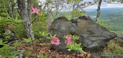 mountain azaleas Photo: Tammis Coffin